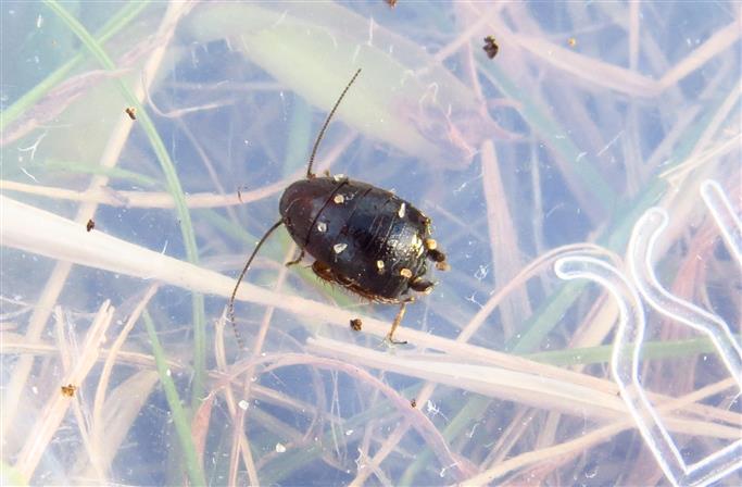 Loboptera sp.